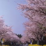 佐渡金山で韓国が抗議運動「韓国国内にある日本の桜ソメイヨシノを伐採する」＝ネットの反応「ソメイヨシノは韓国起源！っていう設定はやめたんだなww」「それって日本に何の影響があるの？ｗ」